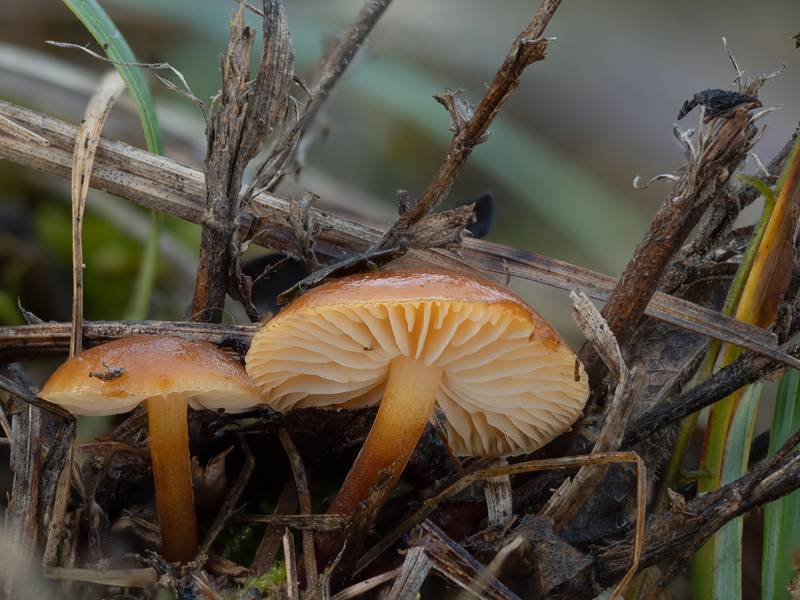 Flammulina ononidis